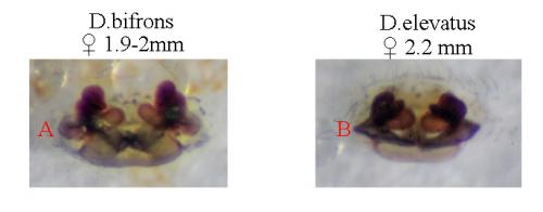 Dismodicus sp.