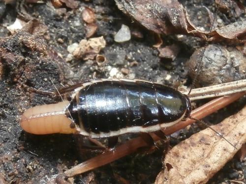 Réf. 163 104 : Loboptera decipiens