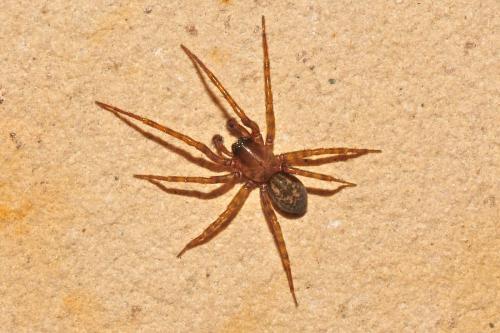 Réf. 163 917 : Amaurobius sp.