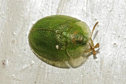 Réf. 163 233 : Cassida hemisphaerica
