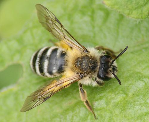 Réf. 163 322 : Andrena gravida