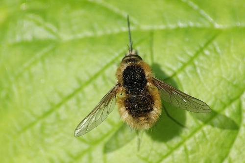 Réf. 163 226 : Bombylius sp.