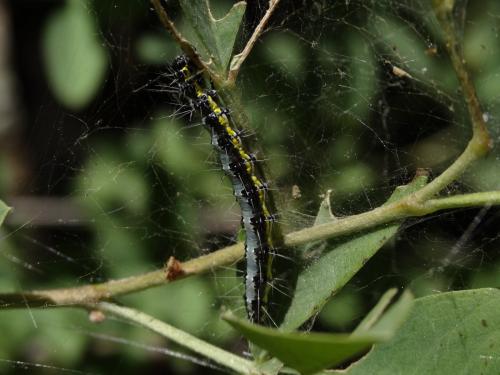 Uresiphita gilvata