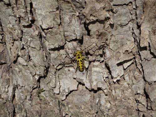 Réf. 163 481 : Saperda scalaris