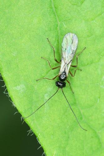 Réf. 163 496 : Alysiinae inconnu