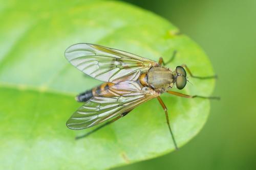 Rhagio tringarius