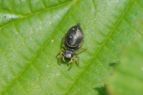 Heliophanus cupreus