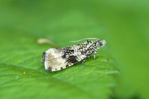 Celypha lacunana