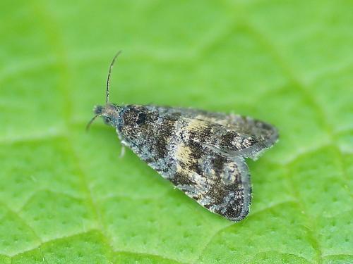 Réf. 163 125 : Endothenia nigricostana