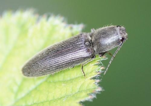 Réf. 163 287 : Athous haemorrhoidalis