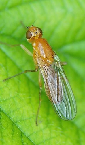 Psila sp.