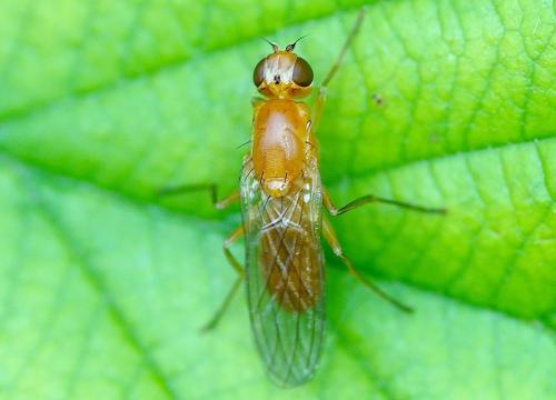 Psila sp.