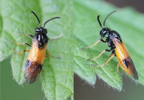 Réf. 163 460 : Arge cyanocrocea