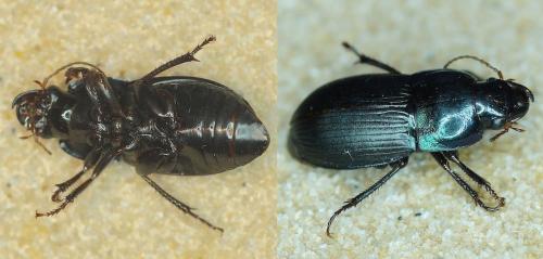 Réf. 163 544 : Harpalus dimidiatus