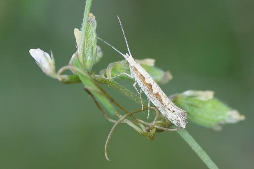 Plutella xylostella
