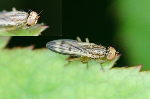 Opomyza germinationis