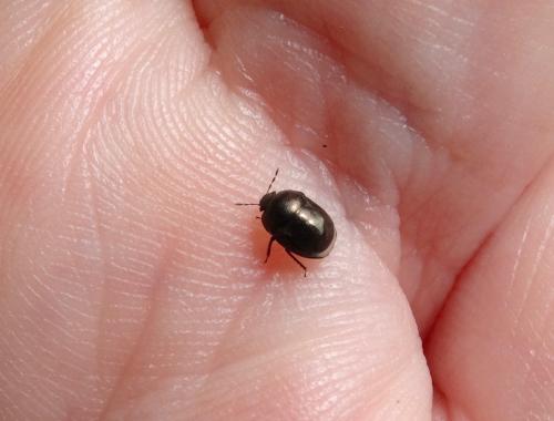 Réf. 163 640 : Thyreocoris scarabaeoides