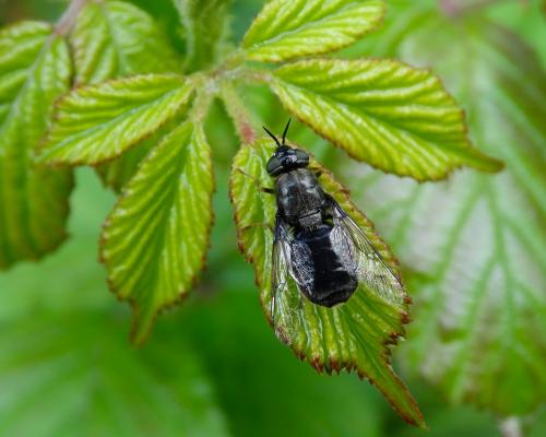 Odontomyia tigrina