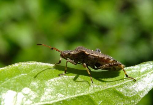 Réf. 163 742 : Ceraleptus gracilicornis