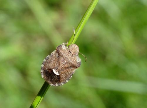 Dyroderes umbraculatus