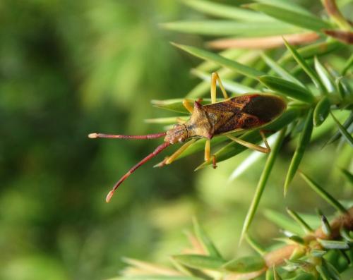 Réf. 163 651 : Gonocerus juniperi