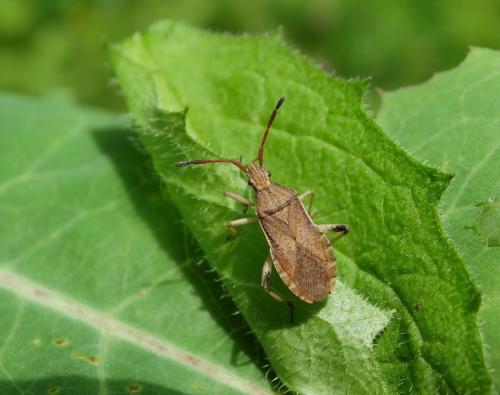 Ceraleptus lividus