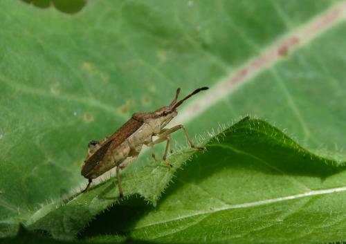 Ceraleptus lividus
