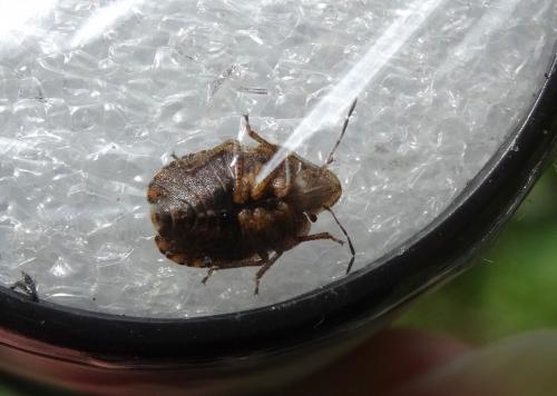Sciocoris homalonotus