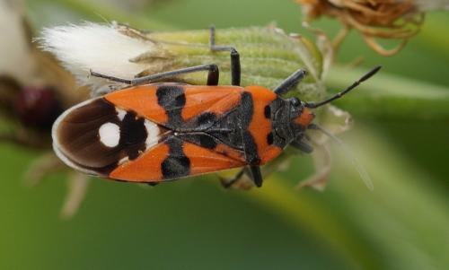 Réf. 163 189 : Lygaeus equestris