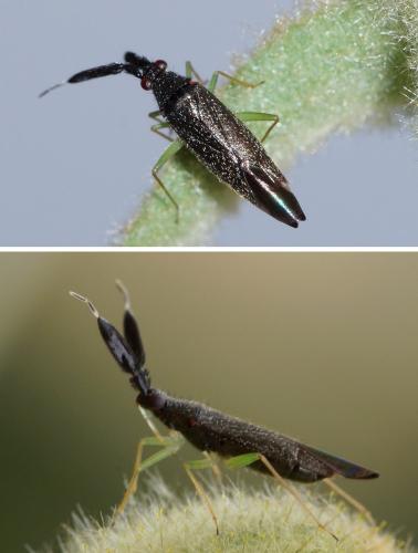 Réf. 163 778 : Heterotoma planicornis