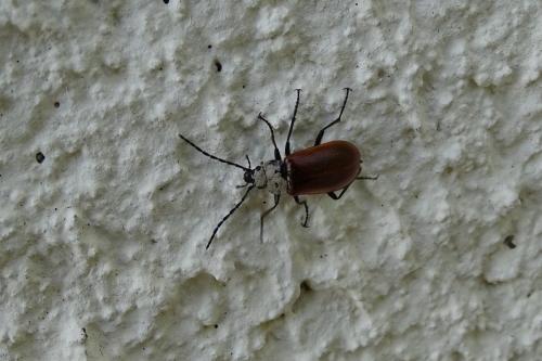Réf. 163 191 : Omophlus lepturoides