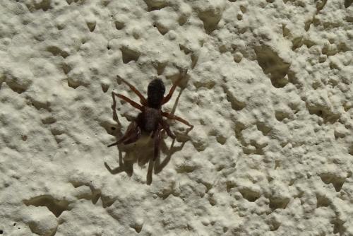 Réf. 163 193 : Scotophaeus sp.