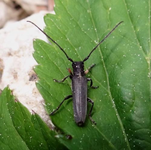 Phytoecia cylindrica