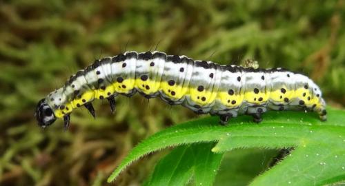 Euchalcia variabilis