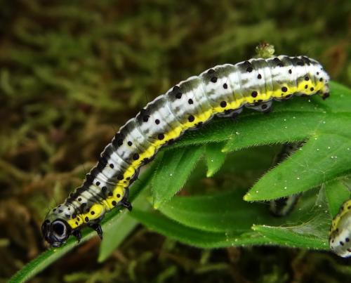 Euchalcia variabilis