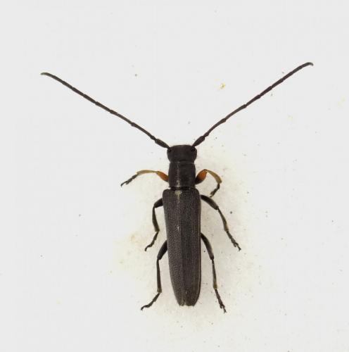 Phytoecia cylindrica