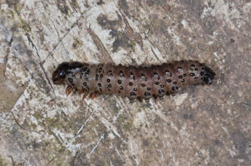 Réf. 163 004 : Apamea monoglypha