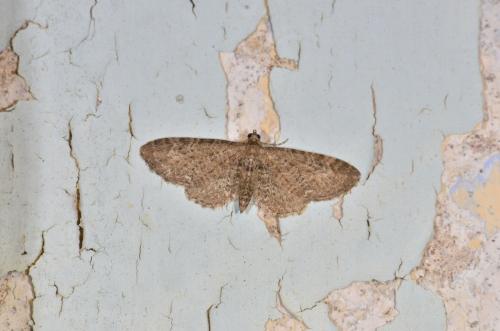 Réf. 163 473 : Eupithecia vulgata