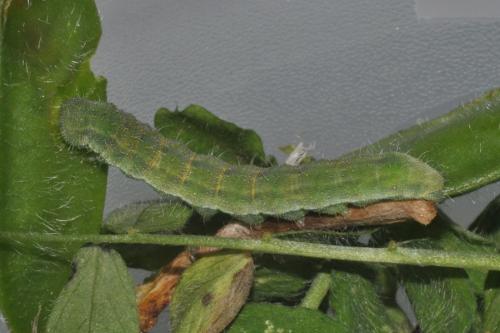 Réf. 163 016 : Heliothis peltigera