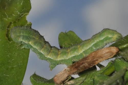 Réf. 163 017 : Heliothis peltigera