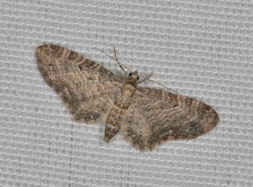Réf. 163 643 : Eupithecia subfuscata