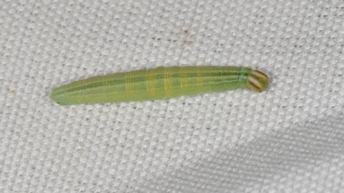 Réf. 163 879 : Thymelicus lineola