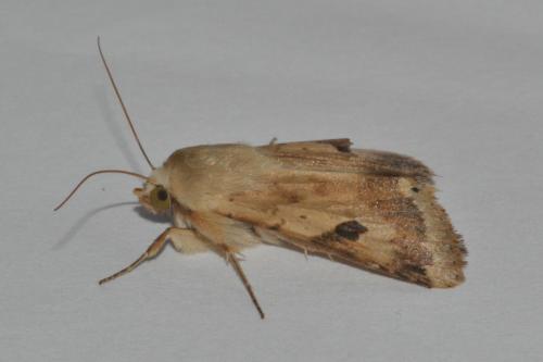 Réf. 163 018 : Heliothis peltigera