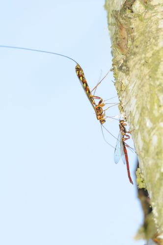Megarhyssa perlata