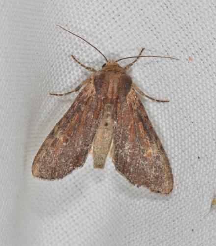 Réf. 163 346 : Apamea crenata