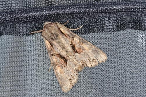 Lacanobia w-latinum