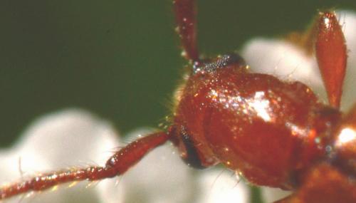 Obrium brunneum