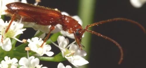 Obrium brunneum