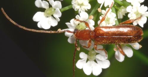 Obrium brunneum