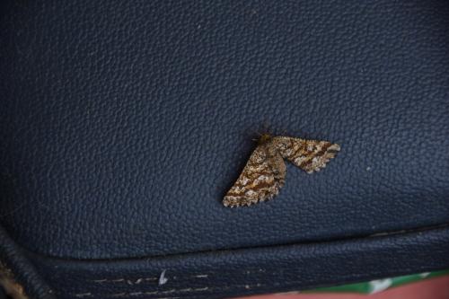 Ematurga atomaria